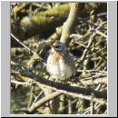 Turdus pilaris - Wacholderdrossel 02.jpg